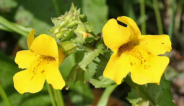 Monkey Flower (Mimulus X Hybridus) — Monkey Flower, Mimulus x hybridus, is a vibrant perennial, blooming in shades of yellow, orange, pink, and red