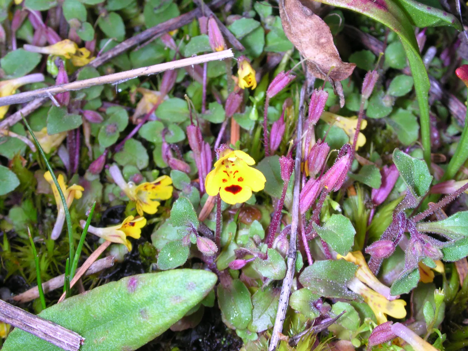 Monkey Flower (Mimulus X Hybridus) — Typically grows 1-2 feet tall with a 1-foot spread