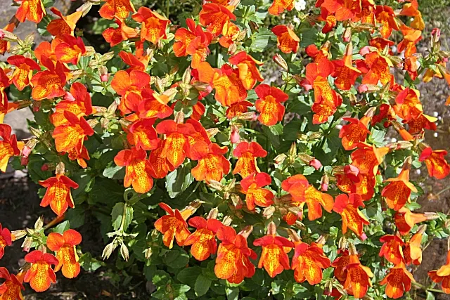 Monkey Flower (Mimulus X Hybridus) — and is known for its dense; especially when planted in mass, image 63