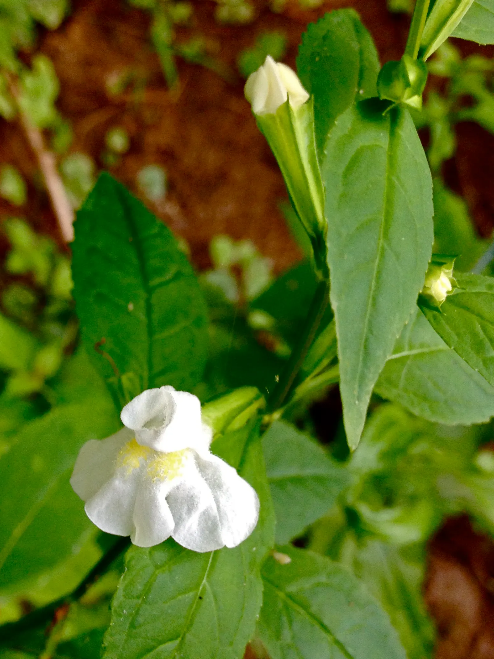 Monkey Flower (Mimulus X Hybridus) — yellow flowers in the garden