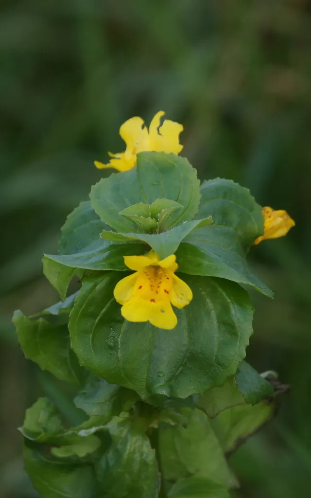 Monkey Flower (Mimulus X Hybridus) — particularly during dry periods