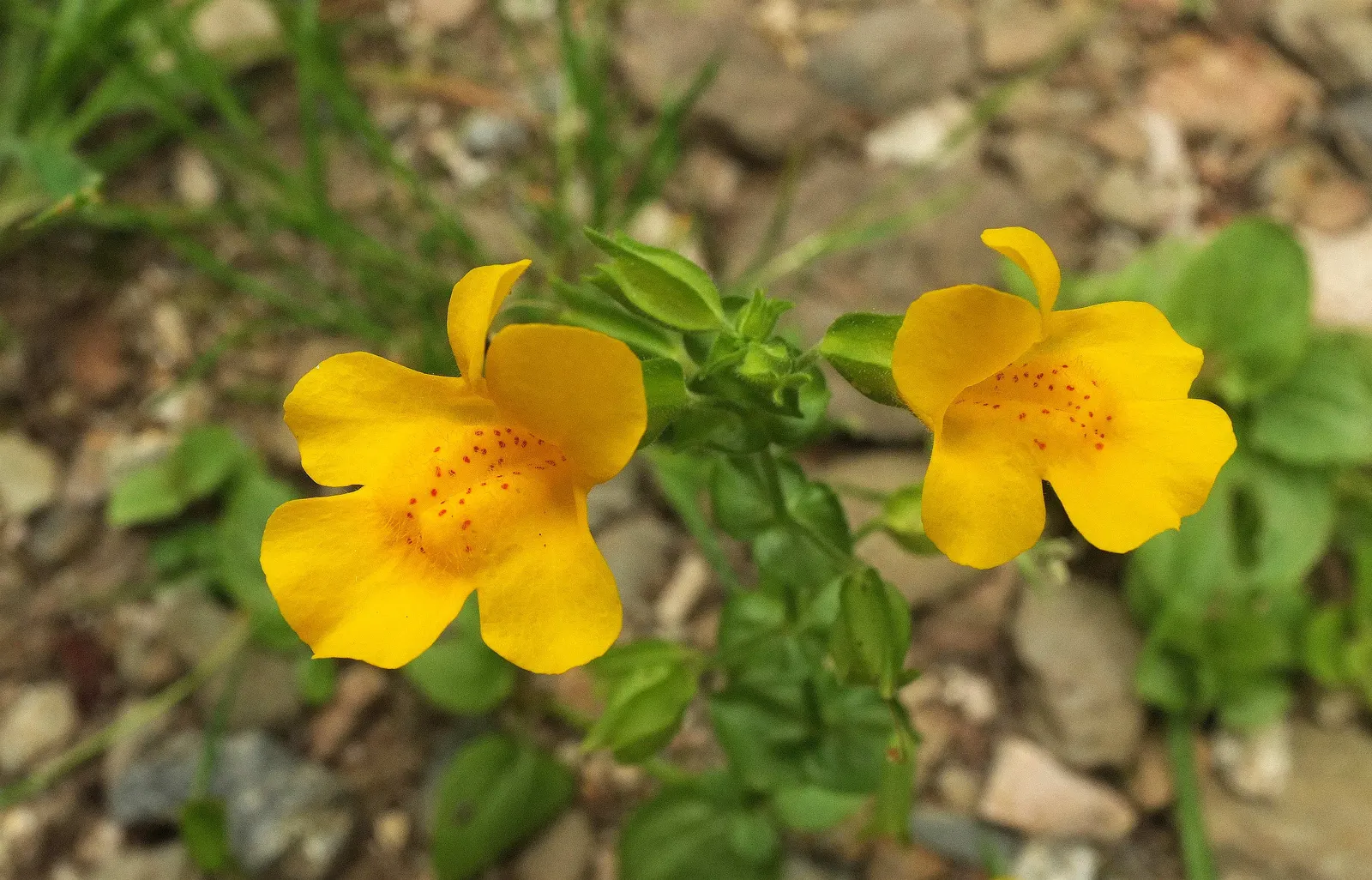 Monkey Flower (Mimulus X Hybridus) — Monkey Flower, Mimulus x hybridus, is a vibrant perennial, blooming in shades of yellow, orange, pink, and red, image 27