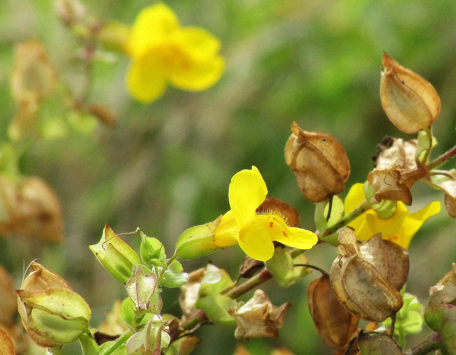 Monkey Flower (Mimulus X Hybridus) — yellow flowers in the garden; as well as its unique flower shape that resembles a monkey's face, image 76