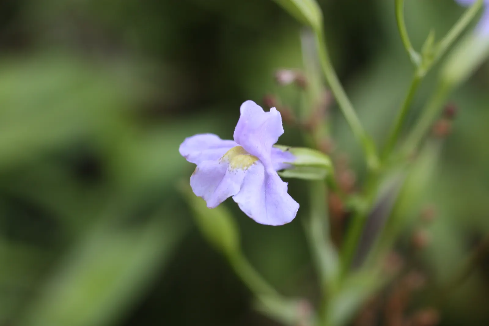 Monkey Flower (Mimulus X Hybridus) — Their playful appearance and rich colors provide a dramatic impact; ensure a well-drained soil rich in organic matter