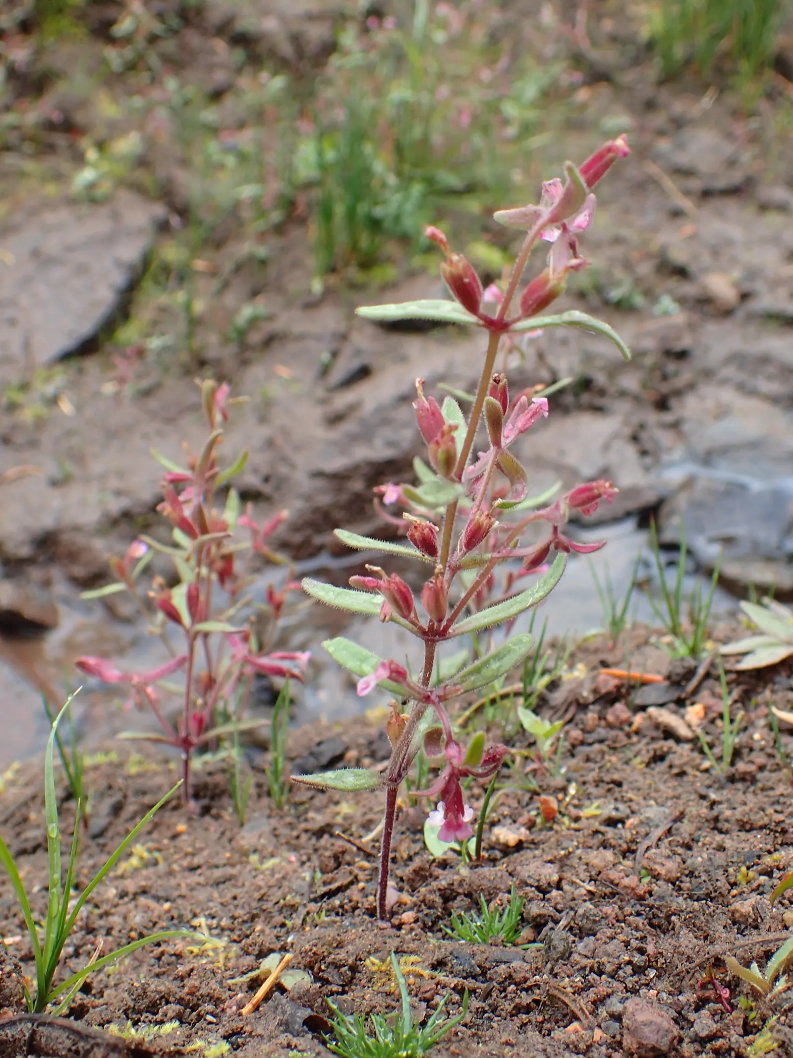 Monkey Flower (Mimulus X Hybridus) — Deadheading promotes continued flowering; perennial with yellow blooms, image 56