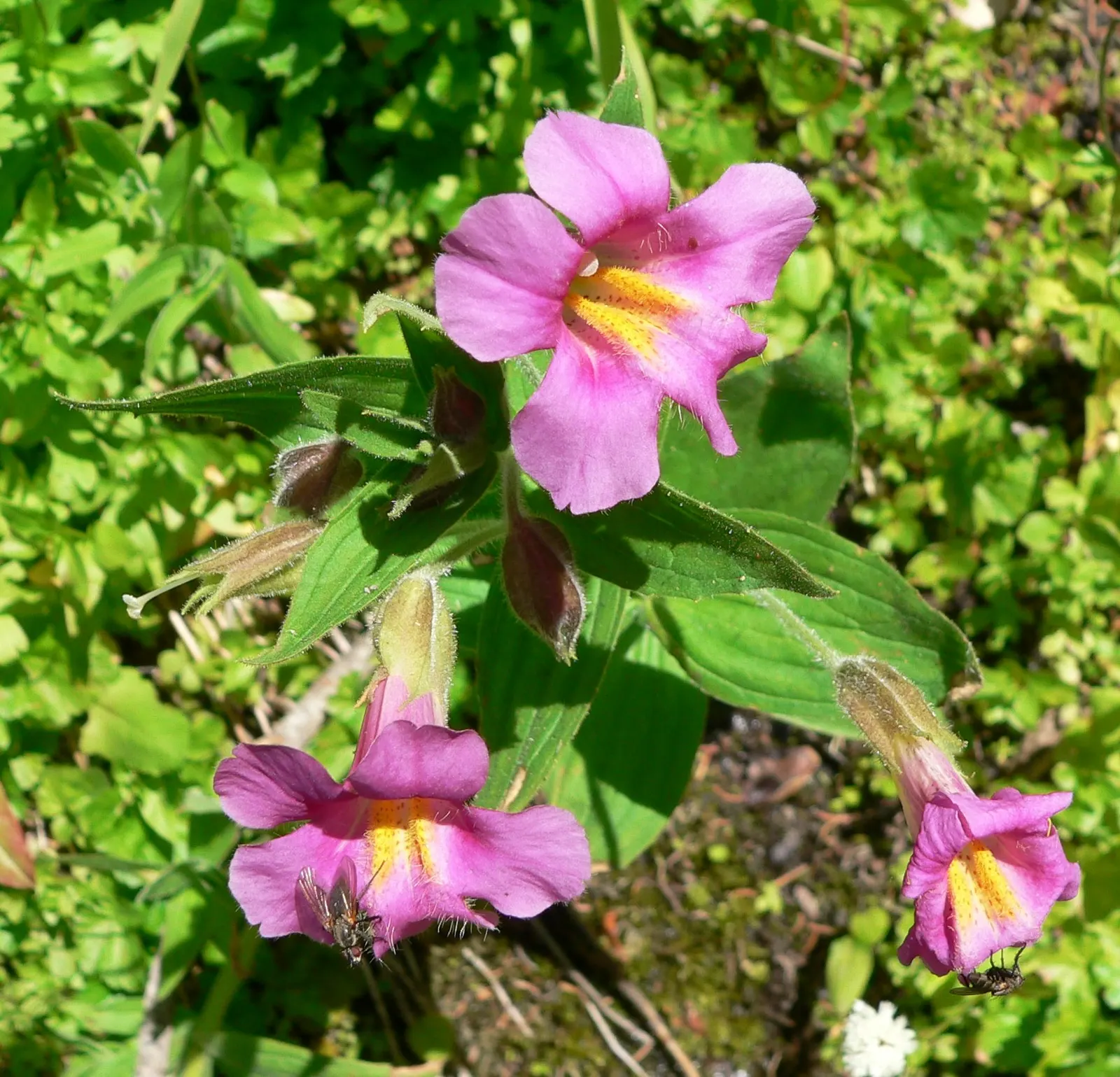 Monkey Flower (Mimulus X Hybridus) — perennial with yellow blooms