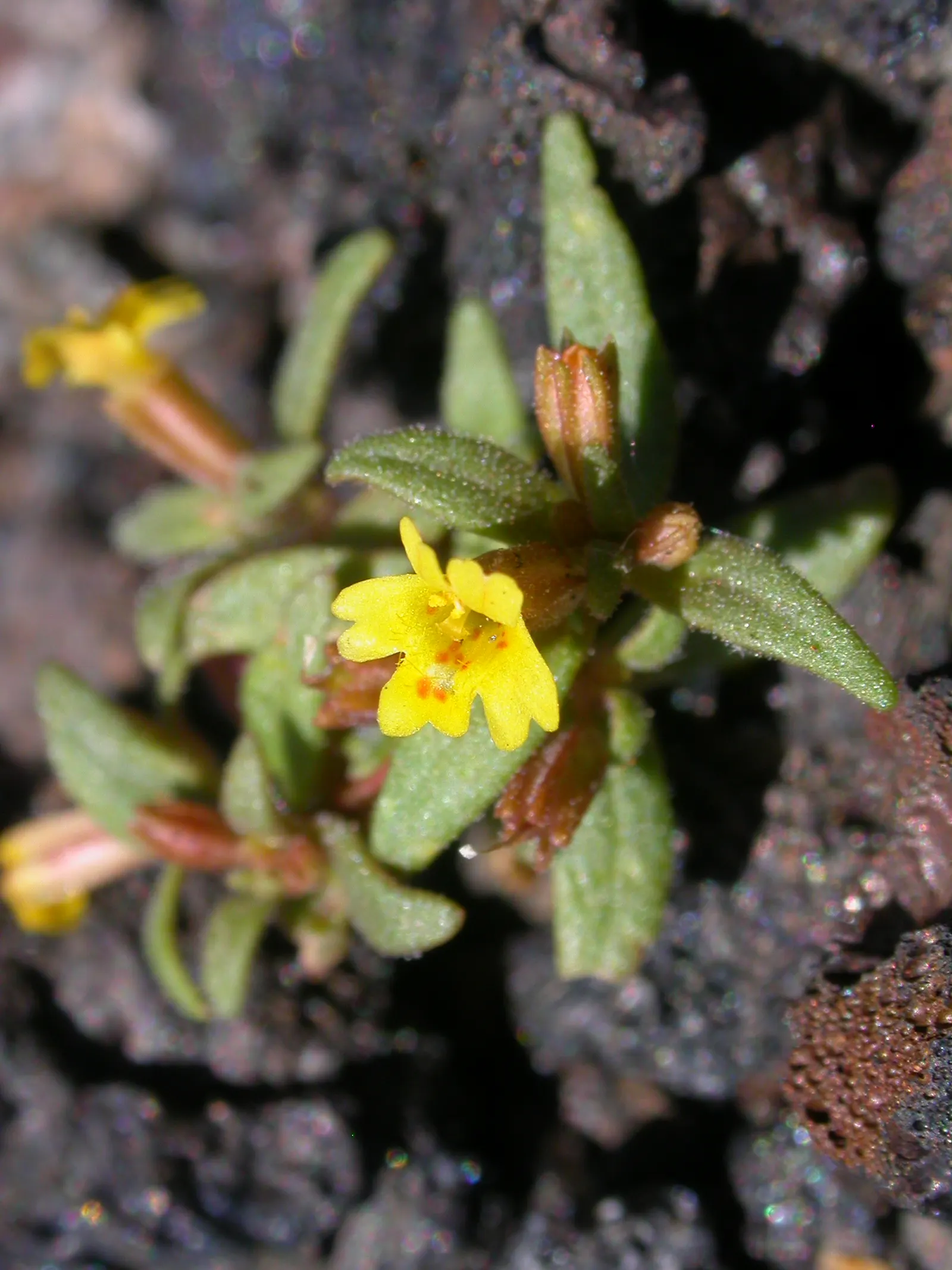 Monkey Flower (Mimulus X Hybridus) — Regular watering is crucial; hardy and relatively low-maintenance, it attracts pollinators while resisting deer