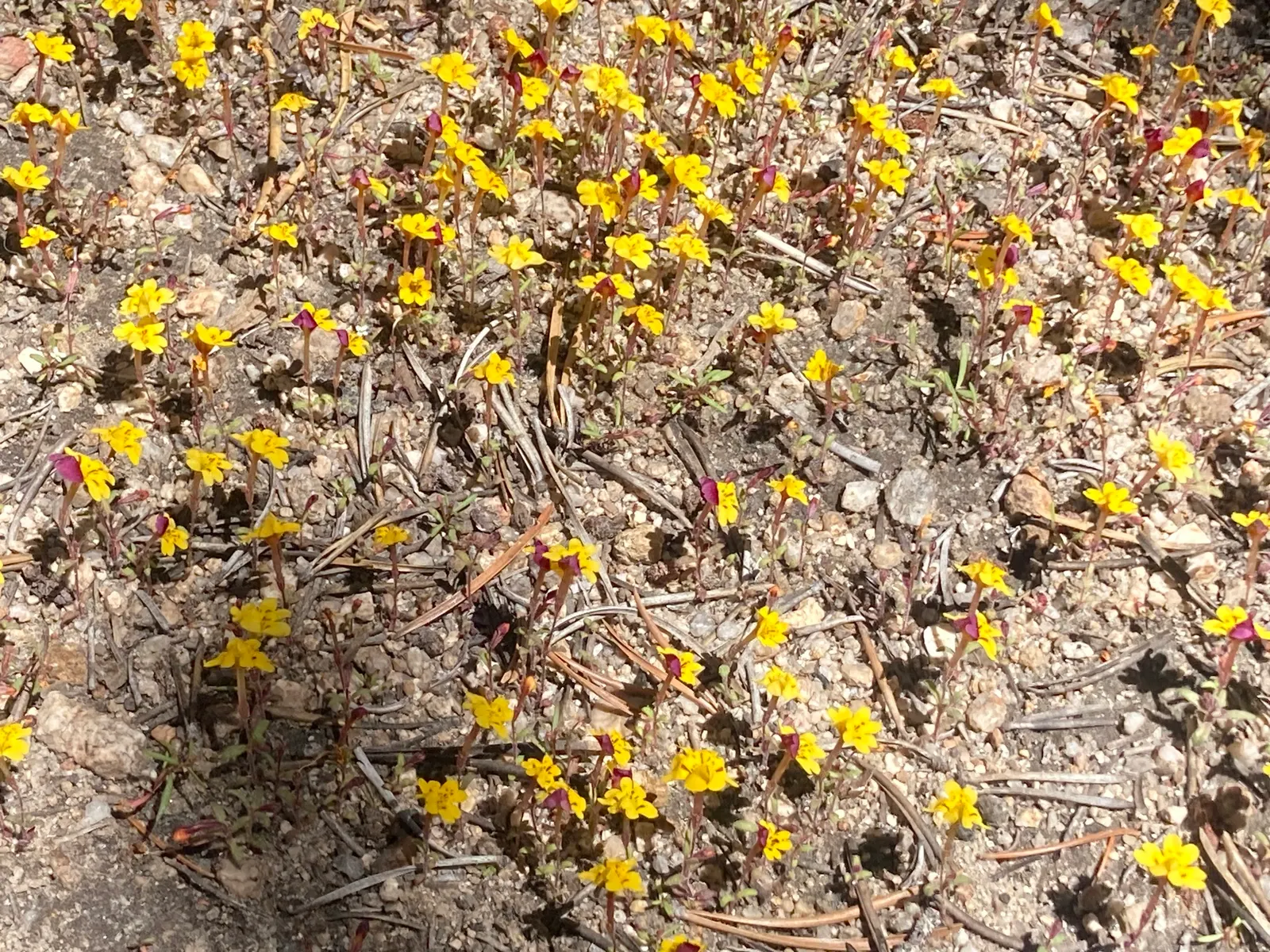 Monkey Flower (Mimulus X Hybridus) — herbaceous growth habit that fills in beautifully as a ground cover or border plant