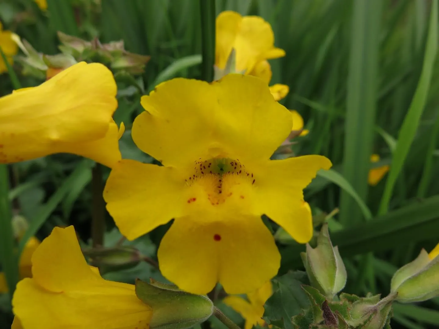 Monkey Flower (Mimulus X Hybridus) — scientifically known as Mimulus x hybridus