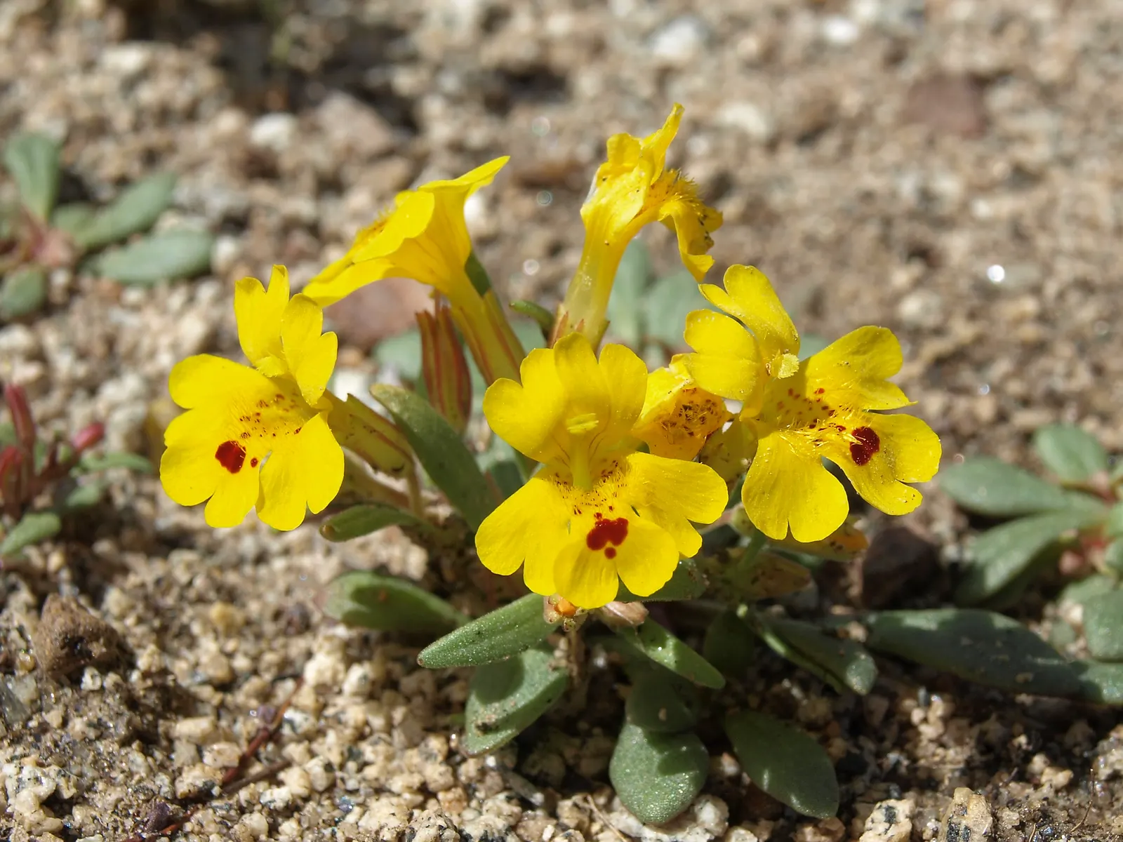 Monkey Flower (Mimulus X Hybridus) — to keep the soil consistently moist but not waterlogged; plant Monkey Flowers in mixed flower beds, image 70