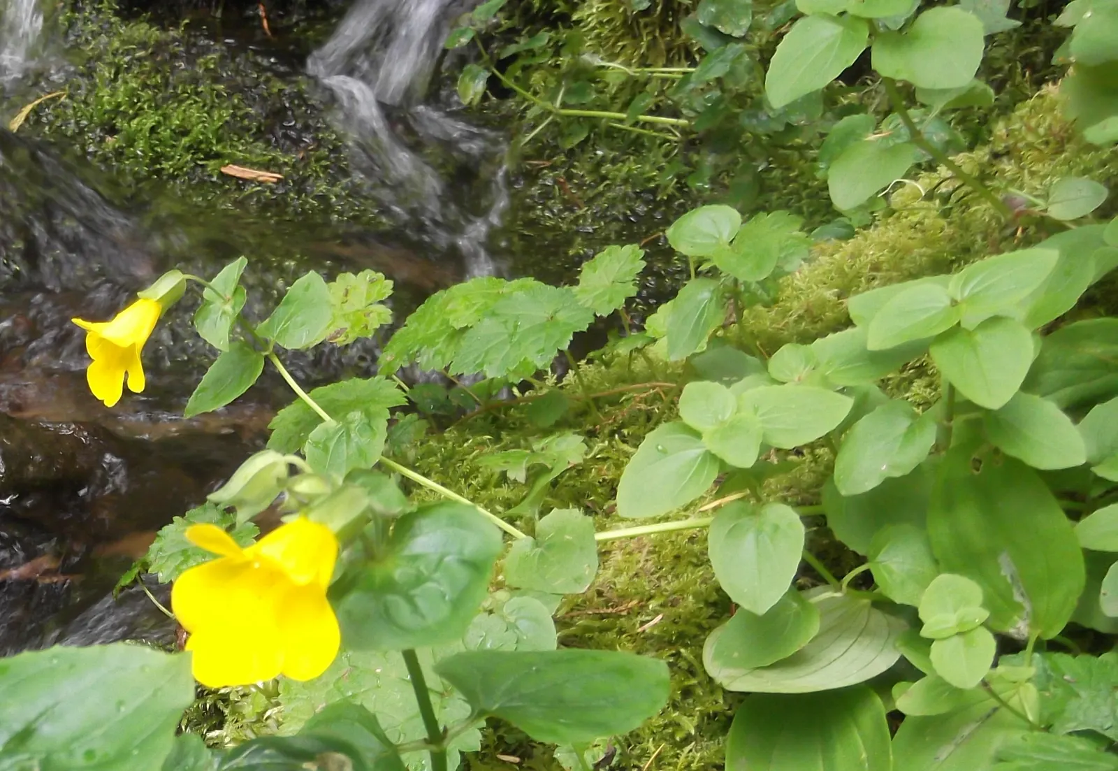 Monkey Flower (Mimulus X Hybridus) — perennial with yellow blooms; regular watering is crucial, image 77