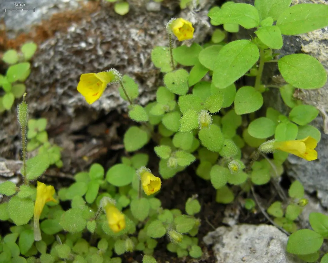 Monkey Flower (Mimulus X Hybridus) — with a preferable pH range of 6.0 to 7.5; yellow flowers in the garden, image 67