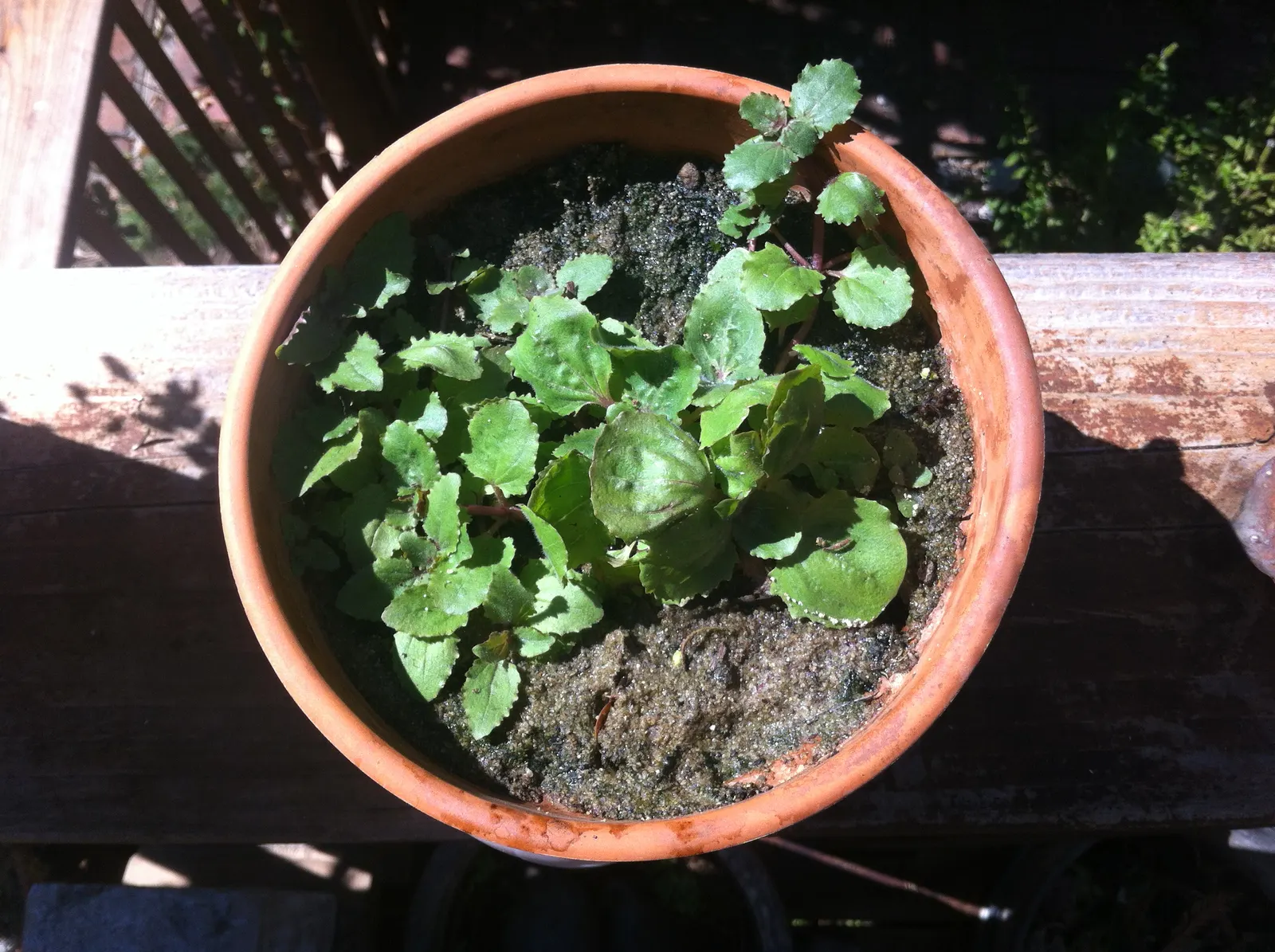 Monkey Flower (Mimulus X Hybridus) — Regular watering is crucial
