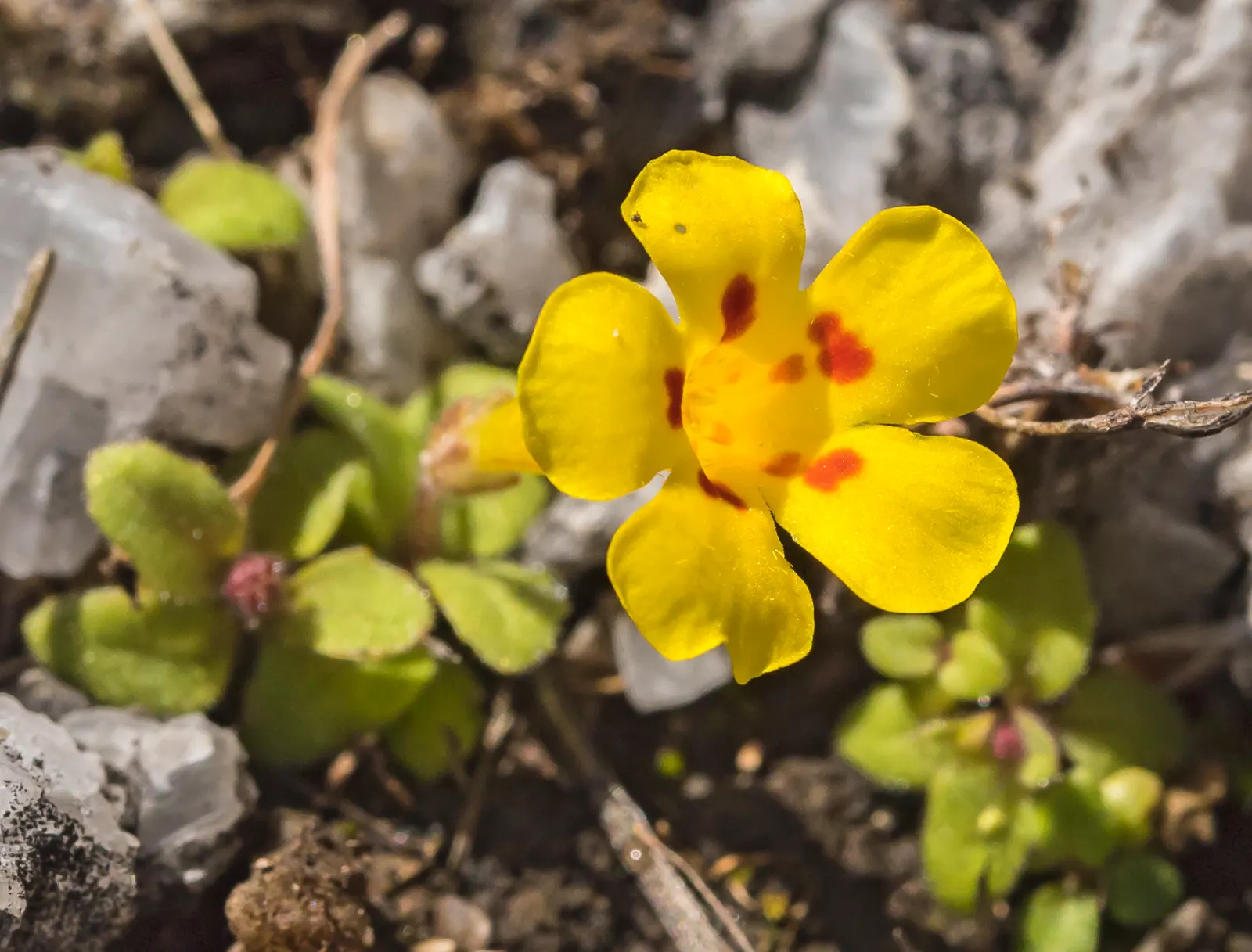Monkey Flower (Mimulus X Hybridus) — Deadheading promotes continued flowering