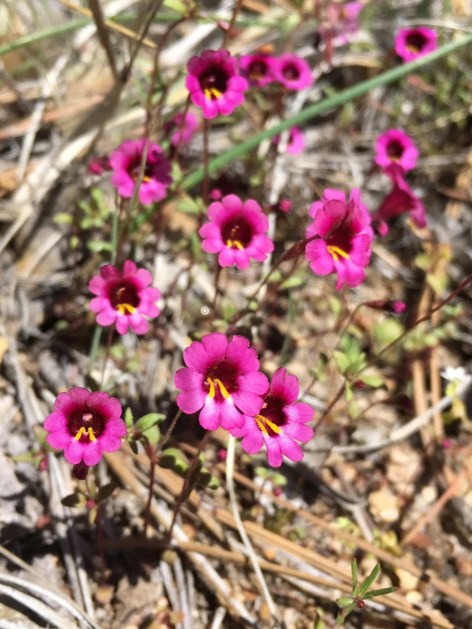Monkey Flower (Mimulus X Hybridus) — Ideal for adding splashes of color to partially shaded areas, it thrives in moist, well-drained soil; and is, image 54