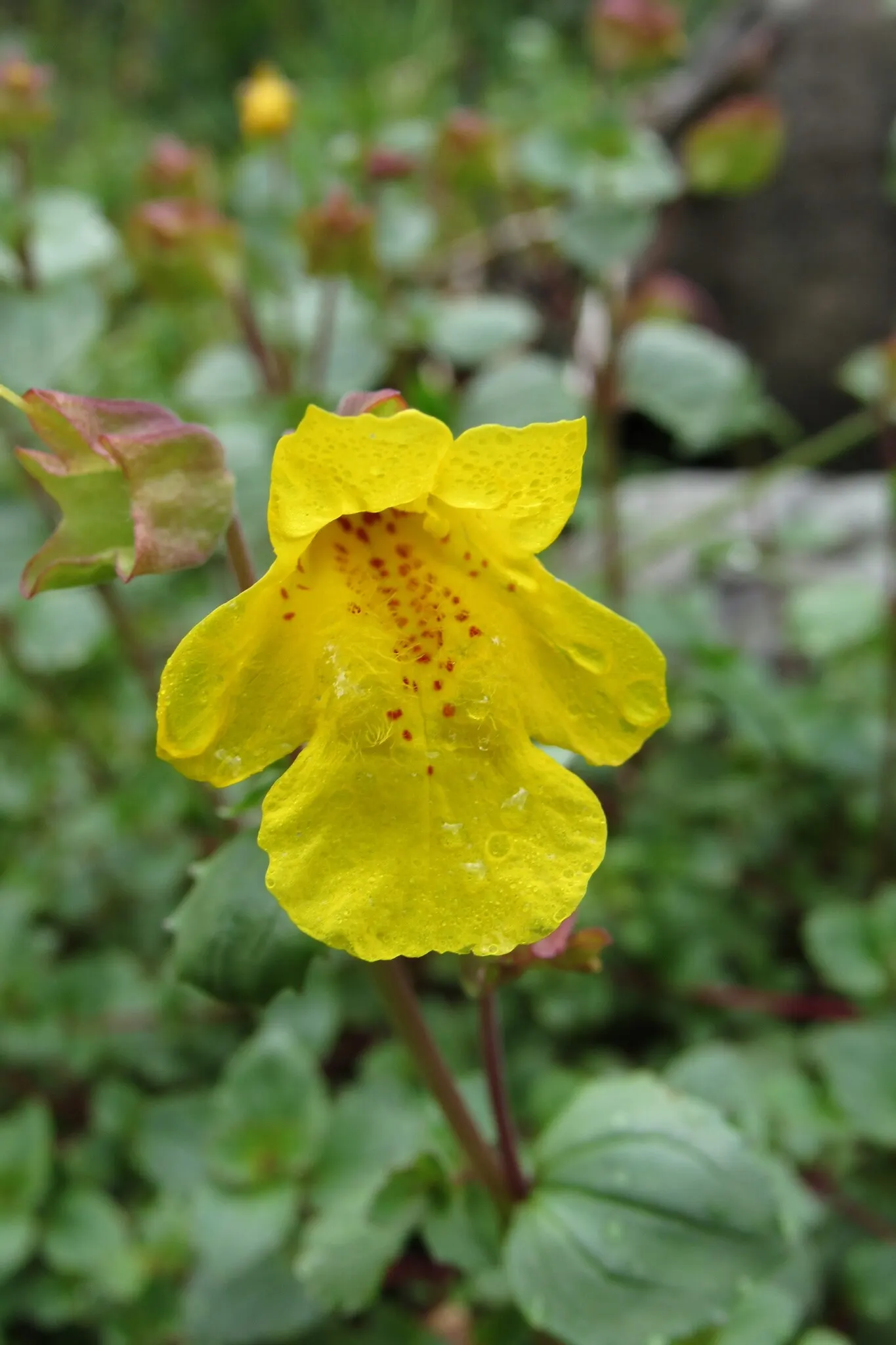Monkey Flower (Mimulus X Hybridus) — Hardy and relatively low-maintenance, it attracts pollinators while resisting deer; perfect for border accents or