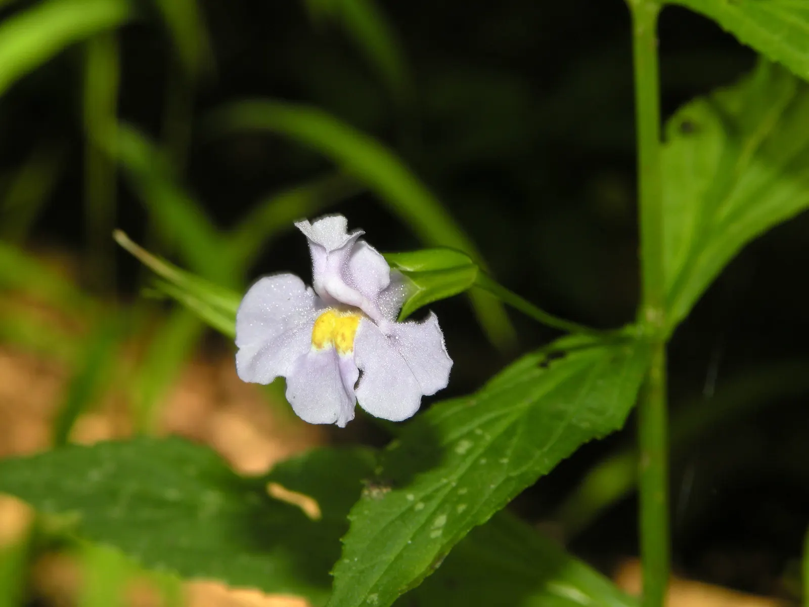 Monkey Flower (Mimulus X Hybridus) — scientifically known as Mimulus x hybridus; or as part of a rain garden where their moisture-loving nature can, image 59