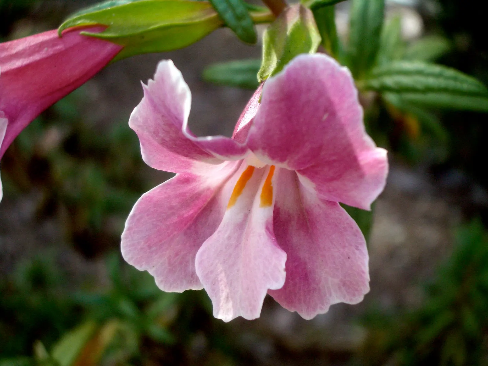 Monkey Flower (Mimulus X Hybridus) — herbaceous growth habit that fills in beautifully as a ground cover or border plant; typically grows 1-2 feet tall with a