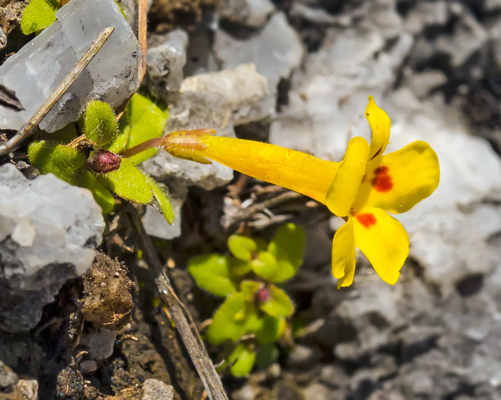 Monkey Flower (Mimulus X Hybridus) — especially when planted in mass; their playful appearance and rich colors provide a dramatic impact, image 74
