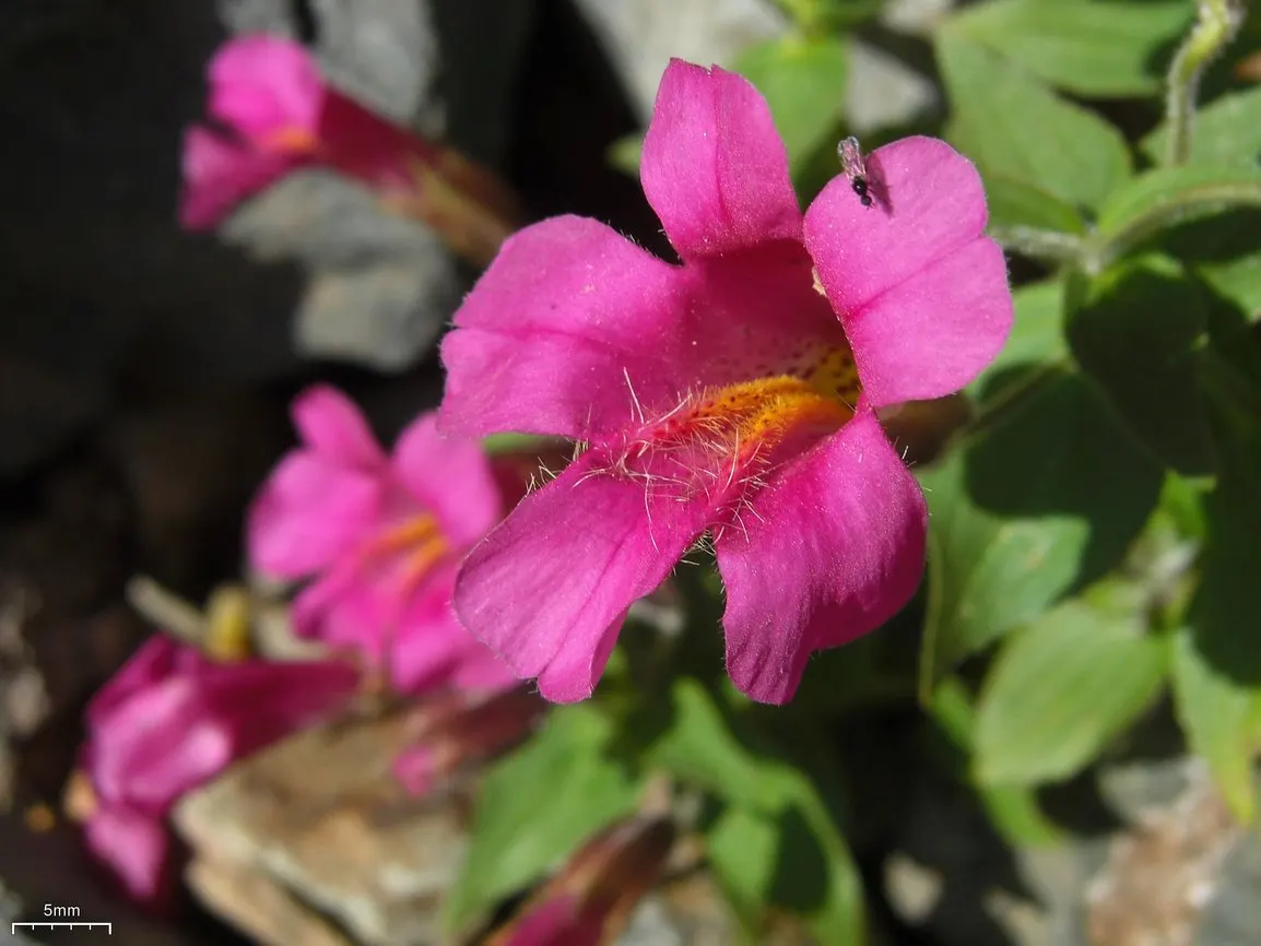 Monkey Flower (Mimulus X Hybridus) — is a captivating addition to any landscape design due to its vibrant and diverse color palette; monkey Flower, image 60