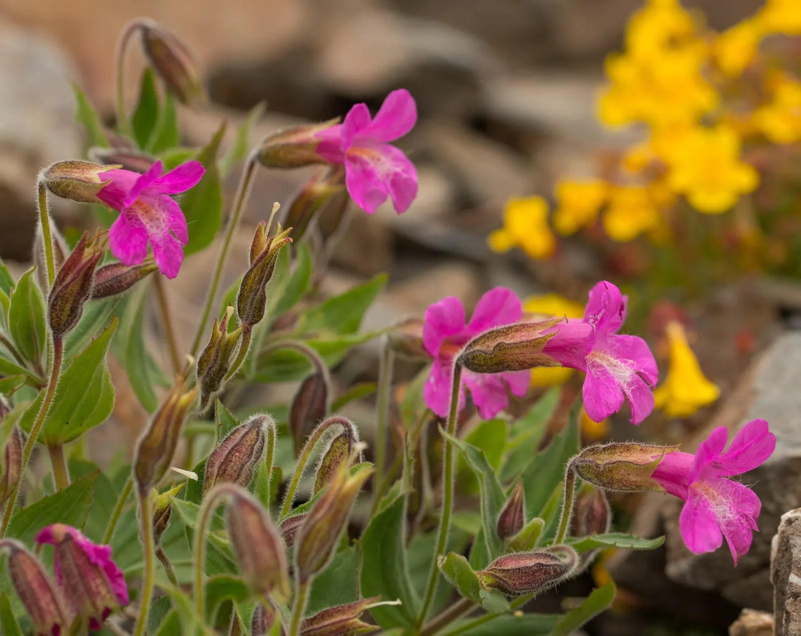 Monkey Flower (Mimulus X Hybridus) — Ideal for adding splashes of color to partially shaded areas, it thrives in moist, well-drained soil; and is known for its