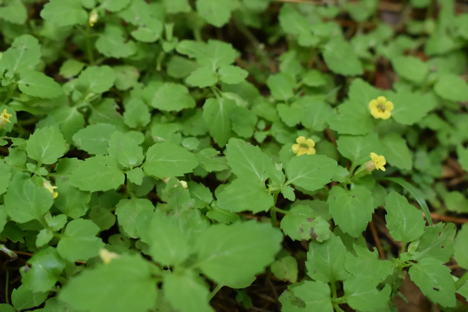 Monkey Flower (Mimulus X Hybridus) — as well as its unique flower shape that resembles a monkey's face; is a captivating addition to any landscape design due