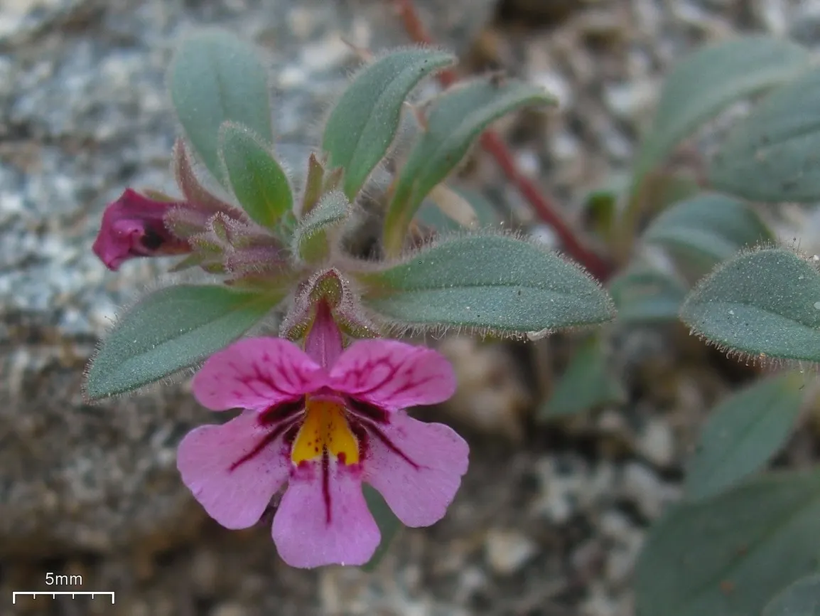 Monkey Flower (Mimulus X Hybridus) — Ideal for adding splashes of color to partially shaded areas, it thrives in moist, well-drained soil; and is, image 80