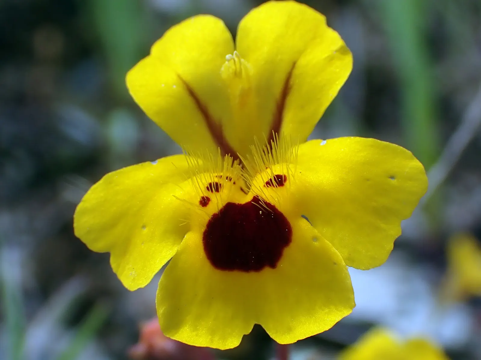 Monkey Flower (Mimulus X Hybridus) — Typically grows 1-2 feet tall with a 1-foot spread; to keep the soil consistently moist but not waterlogged, image 81