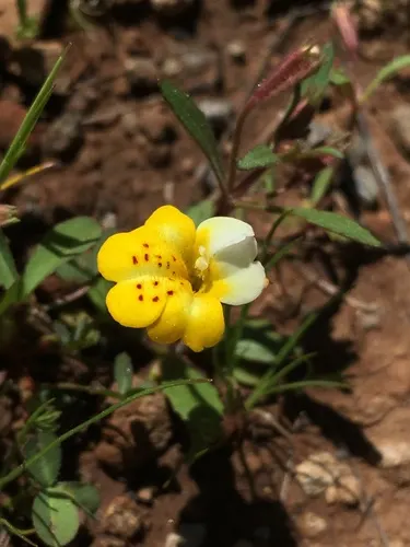 Monkey Flower (Mimulus X Hybridus) — creating an appealing feature for both the homeowner and pollinators alike
