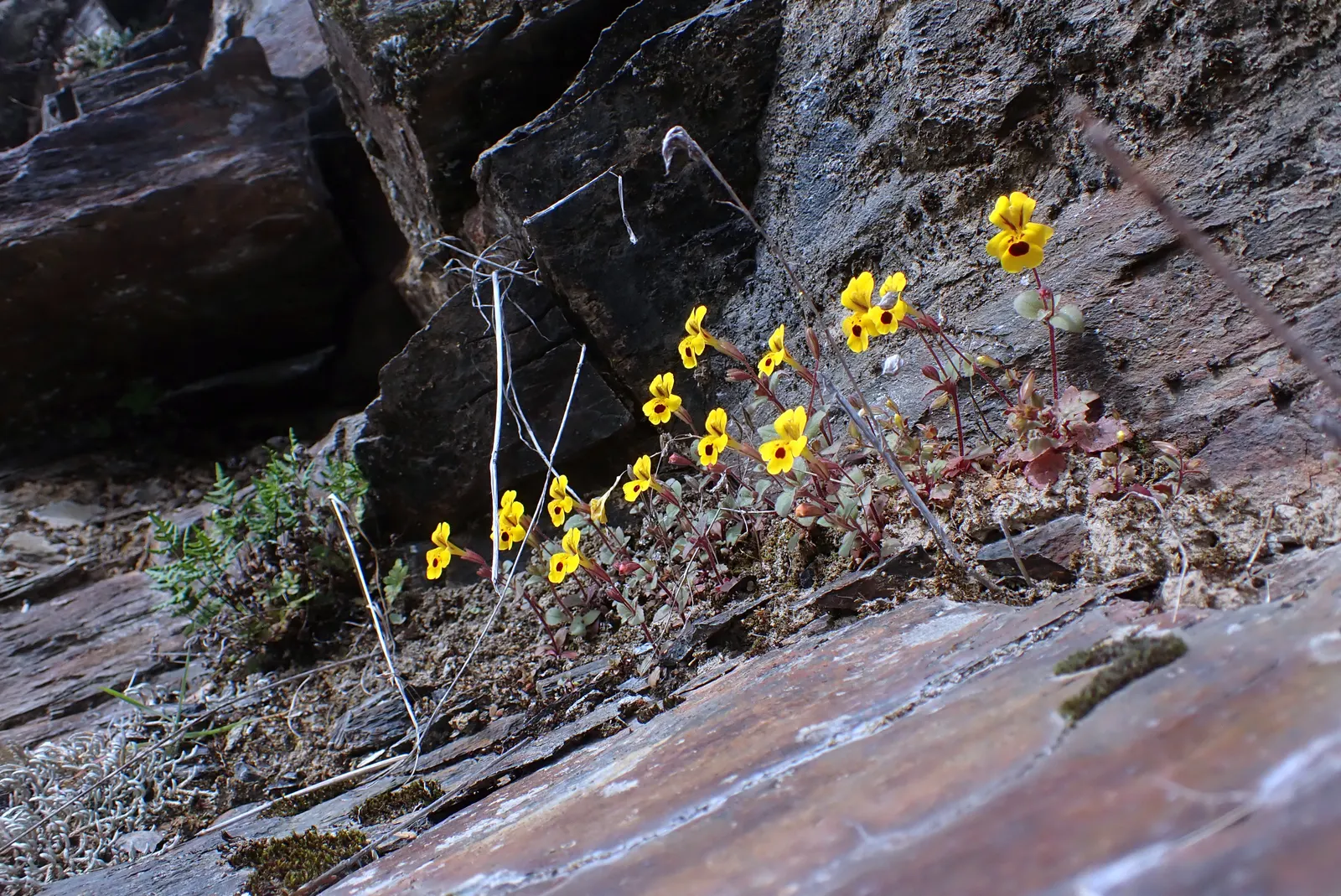 Monkey Flower (Mimulus X Hybridus) — Deadheading promotes continued flowering; perennial with yellow blooms, image 82
