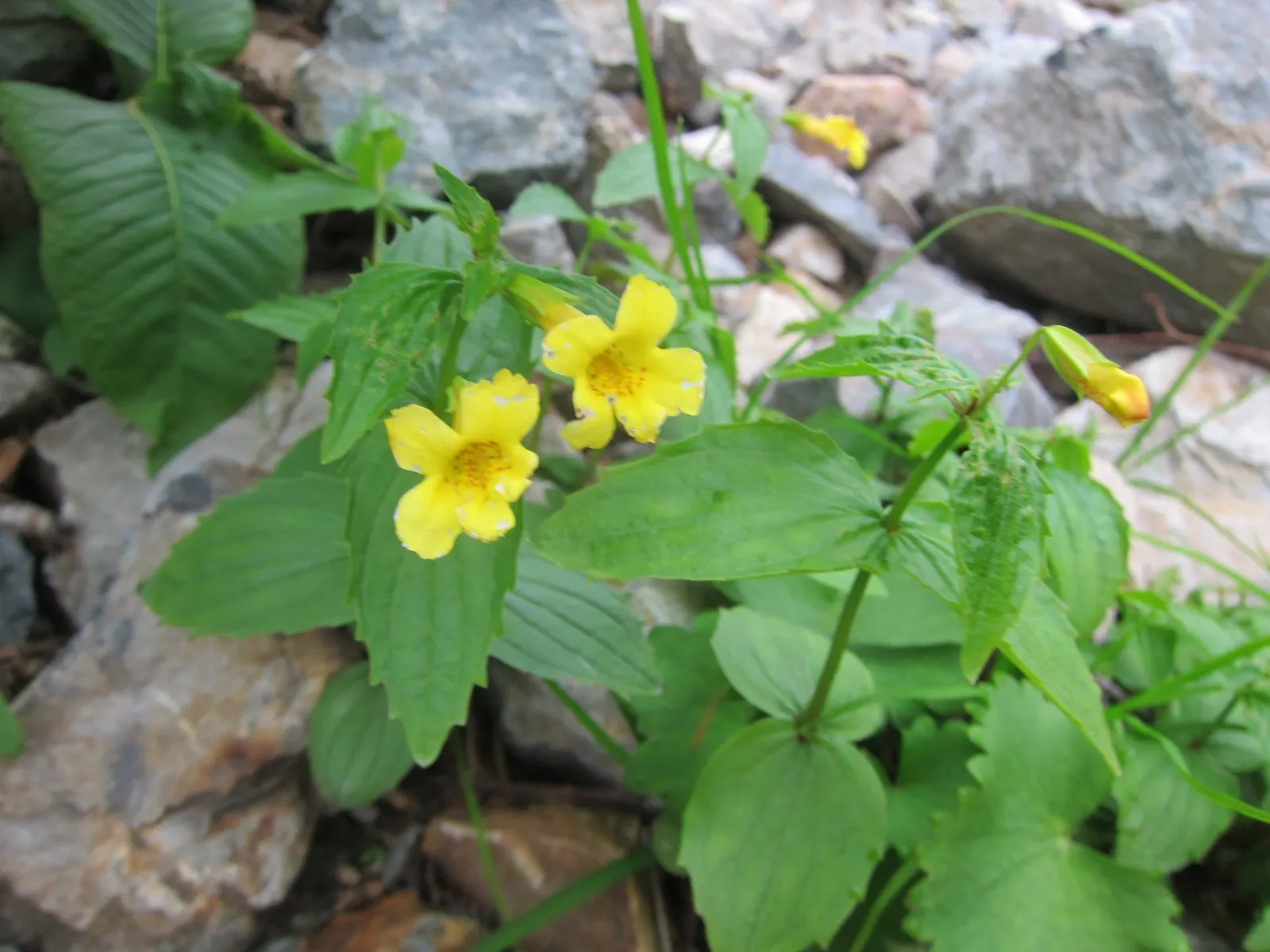 Monkey Flower (Mimulus X Hybridus) — or as part of a rain garden where their moisture-loving nature can be capitalized upon; scientifically known, image 72