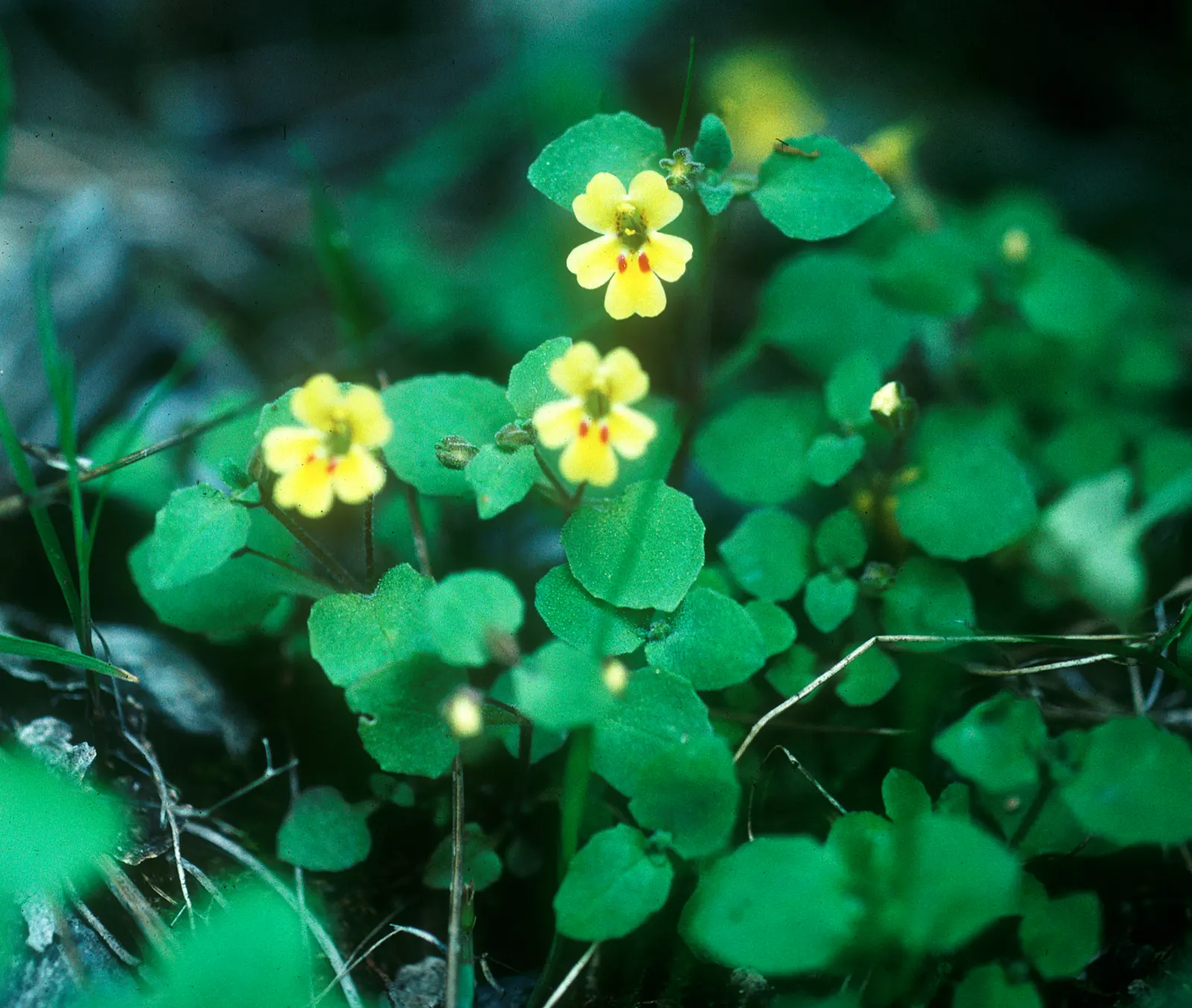 Monkey Flower (Mimulus X Hybridus) — ensure a well-drained soil rich in organic matter; particularly during dry periods