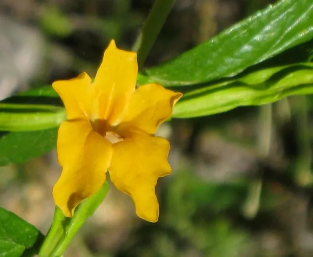 Monkey Flower (Mimulus X Hybridus) — Perfect for border accents or waterside plantings; sometimes with intricately speckled throats that add to their exuberance