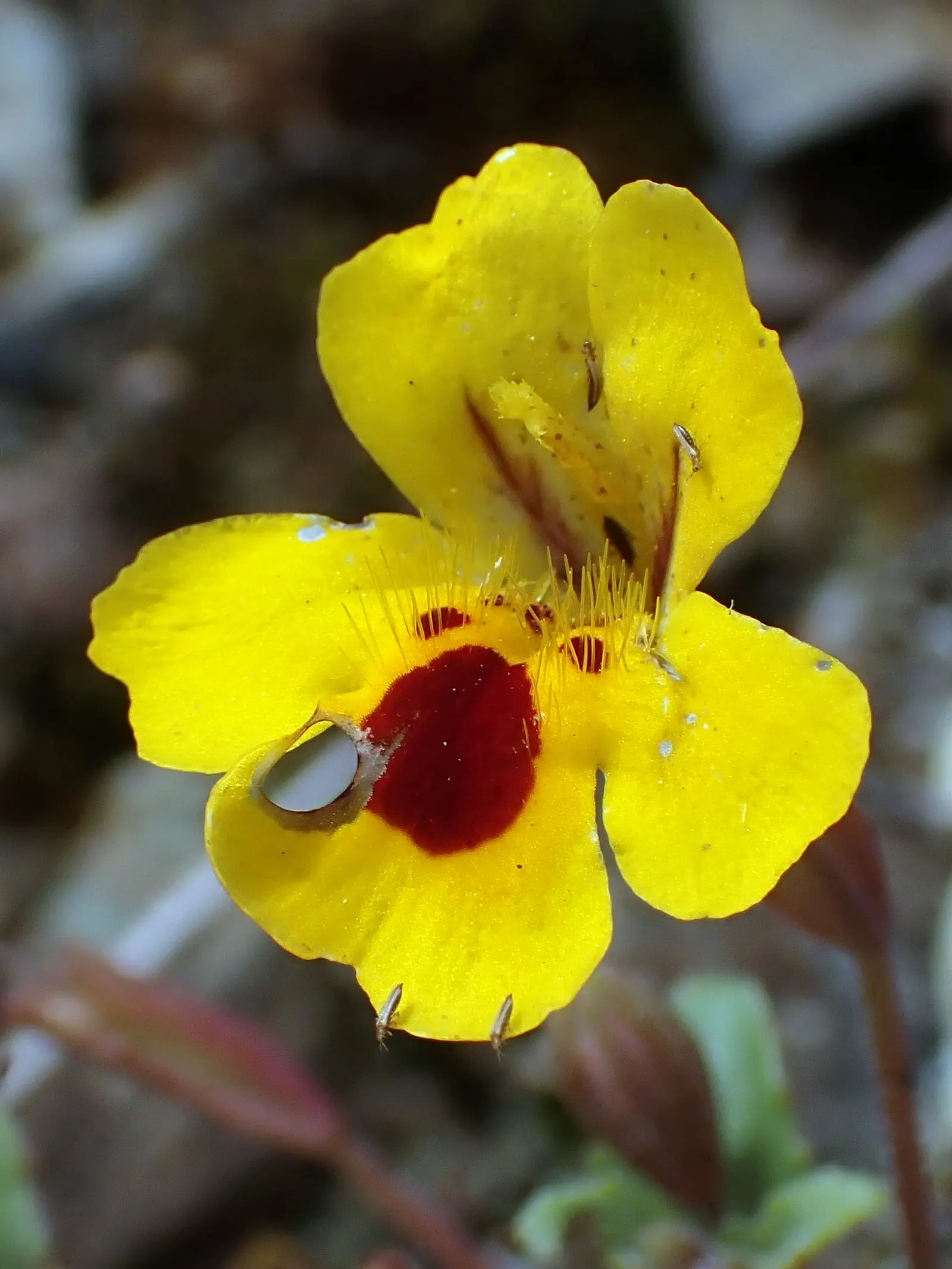 Monkey Flower (Mimulus X Hybridus) — to keep the soil consistently moist but not waterlogged