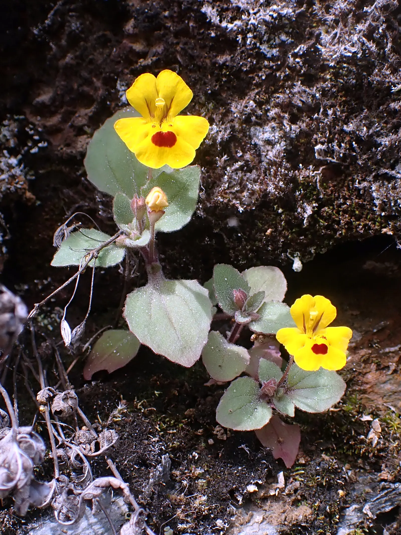 Monkey Flower (Mimulus X Hybridus) — and is known for its dense