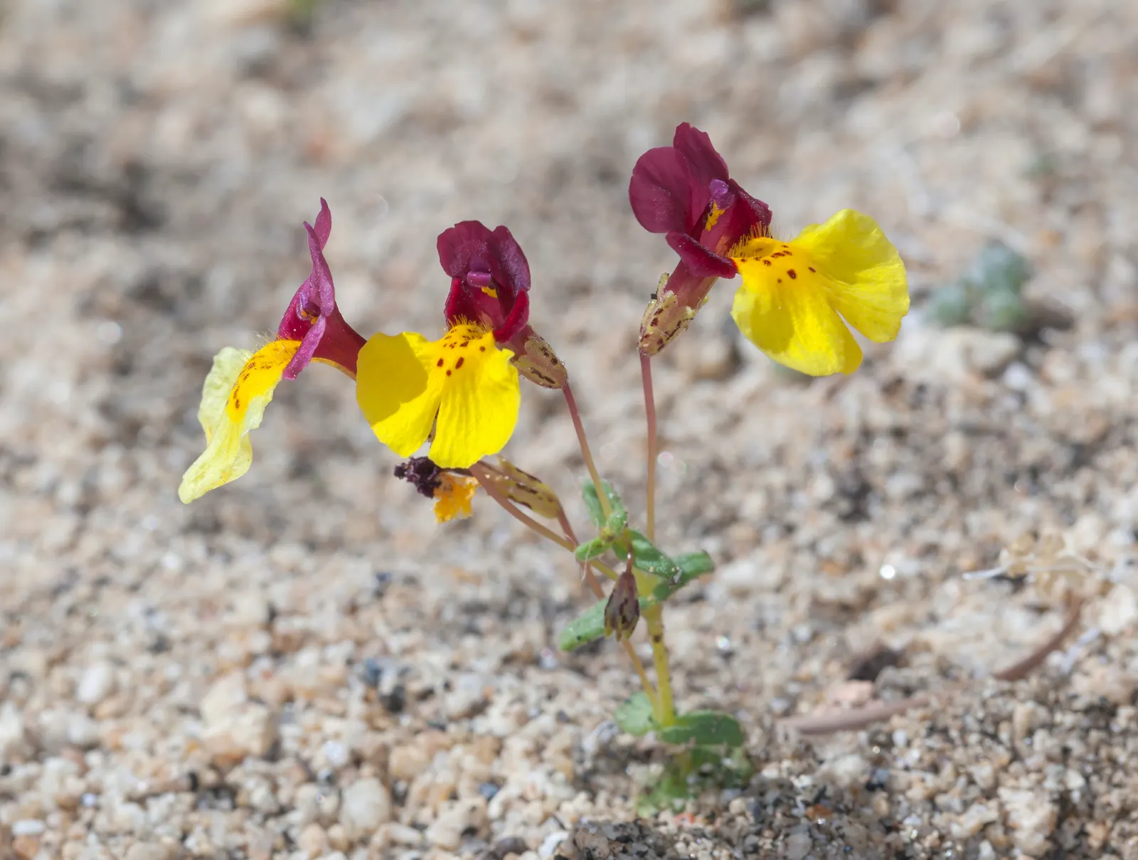 Monkey Flower (Mimulus X Hybridus) — perennial for full or half or shade; creating an appealing feature for both the homeowner and pollinators alike, image 78