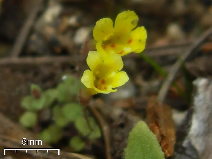 Monkey Flower (Mimulus X Hybridus) — especially when planted in mass; their playful appearance and rich colors provide a dramatic impact