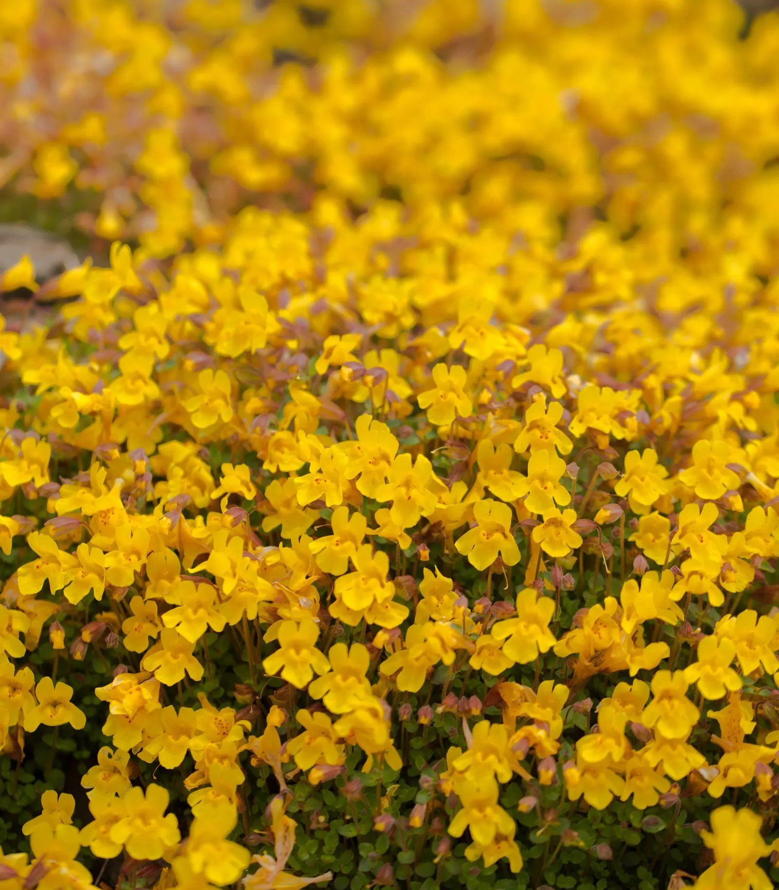 Monkey Flower (Mimulus X Hybridus) — sometimes with intricately speckled throats that add to their exuberance; this hybrid plant typically thrives, image 65