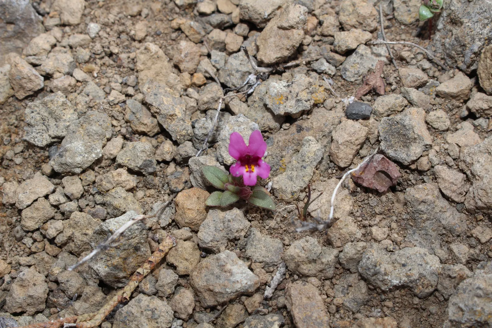 Monkey Flower (Mimulus X Hybridus) — Hardy and relatively low-maintenance, it attracts pollinators while resisting deer