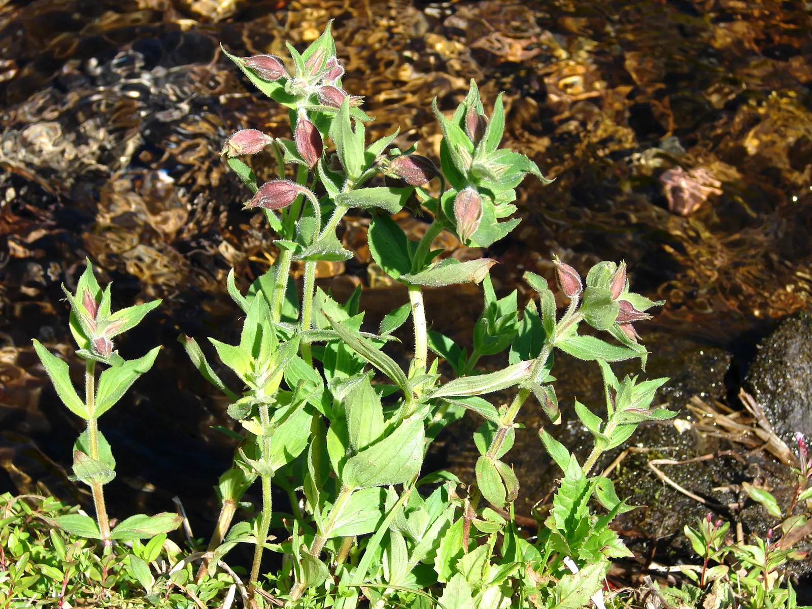 Monkey Flower (Mimulus X Hybridus) — Monkey Flower, Mimulus x hybridus, is a vibrant perennial, blooming in shades of yellow, orange, pink, and red, image 79