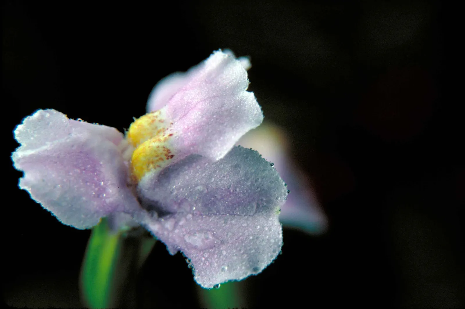 Monkey Flower (Mimulus X Hybridus) — sometimes with intricately speckled throats that add to their exuberance