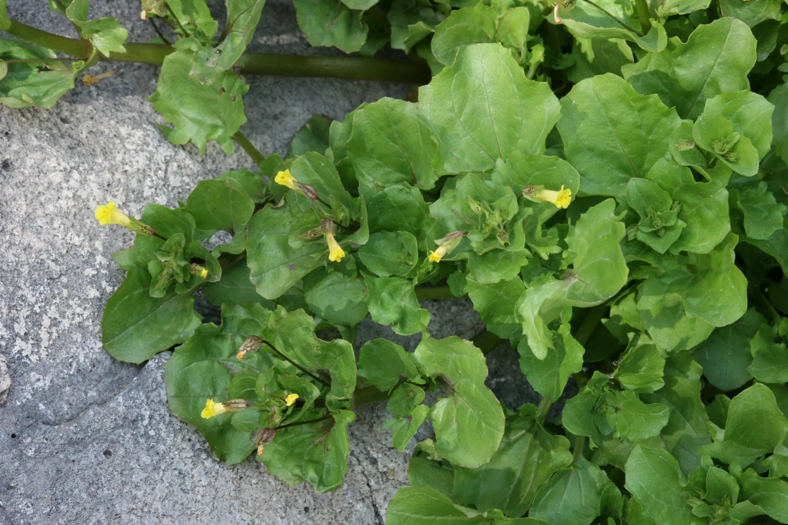 Monkey Flower (Mimulus X Hybridus) — particularly during dry periods; herbaceous growth habit that fills in beautifully as a ground cover or border plant