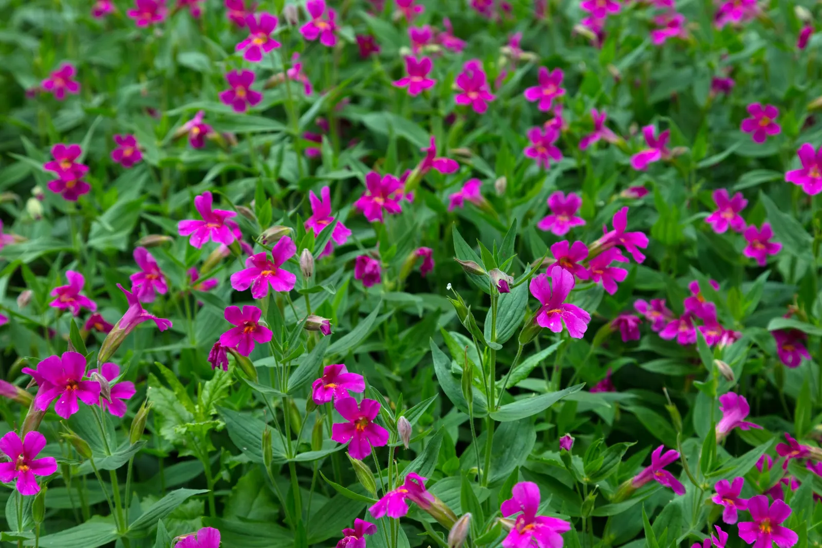 Monkey Flower (Mimulus X Hybridus) — This hybrid plant typically thrives in USDA zones 3 through 9 and enjoys full to partial sun exposure; with a preferable