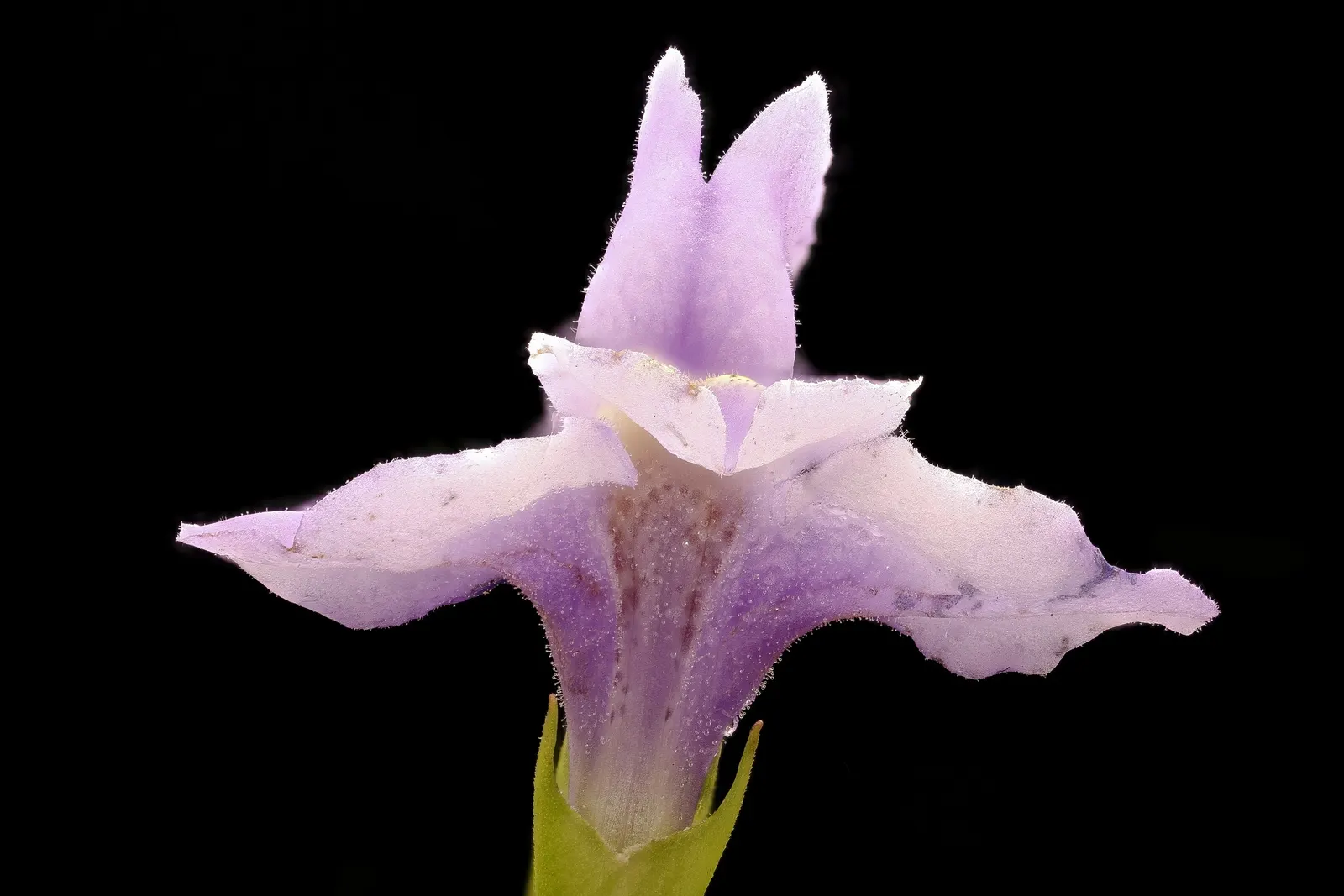 Monkey Flower (Mimulus X Hybridus) — Perfect for border accents or waterside plantings