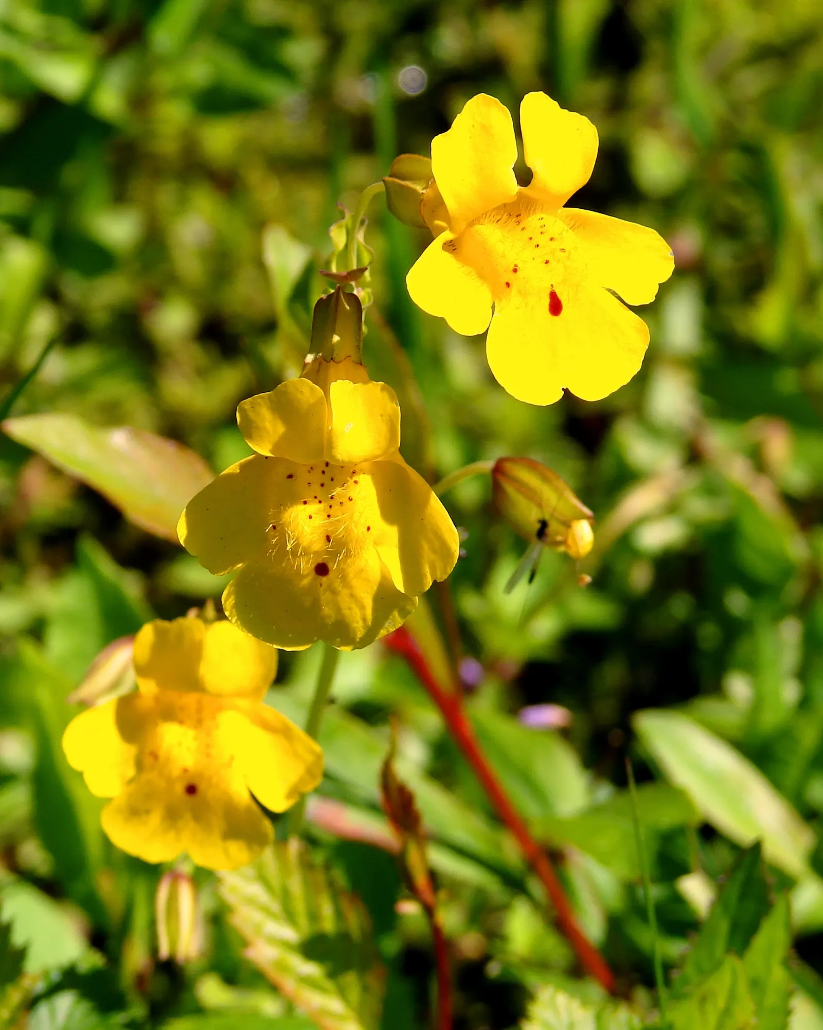 Monkey Flower (Mimulus X Hybridus) — Perfect for border accents or waterside plantings; sometimes with intricately speckled throats that add to, image 84