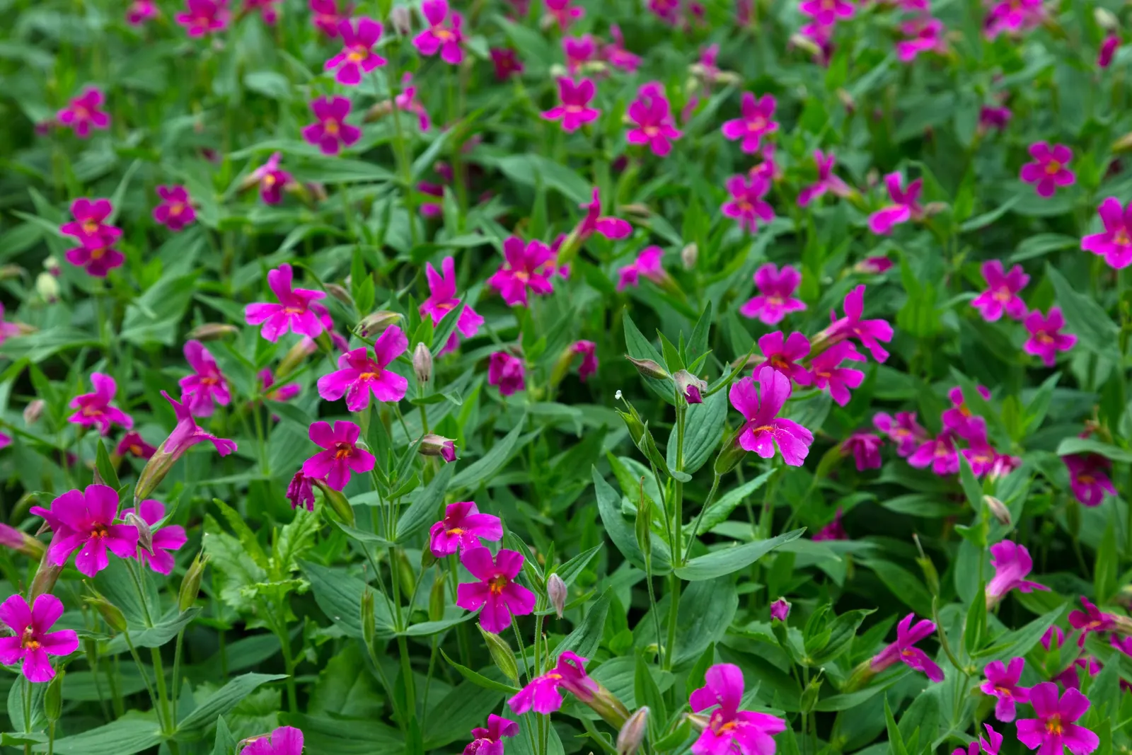 Monkey Flower (Mimulus X Hybridus) — plant Monkey Flowers in mixed flower beds