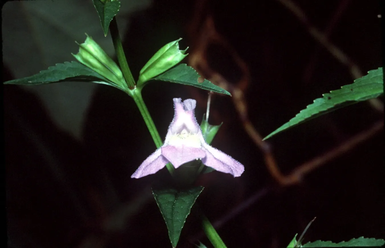 Monkey Flower (Mimulus X Hybridus) — This hybrid plant typically thrives in USDA zones 3 through 9 and enjoys full to partial sun exposure; with a, image 62