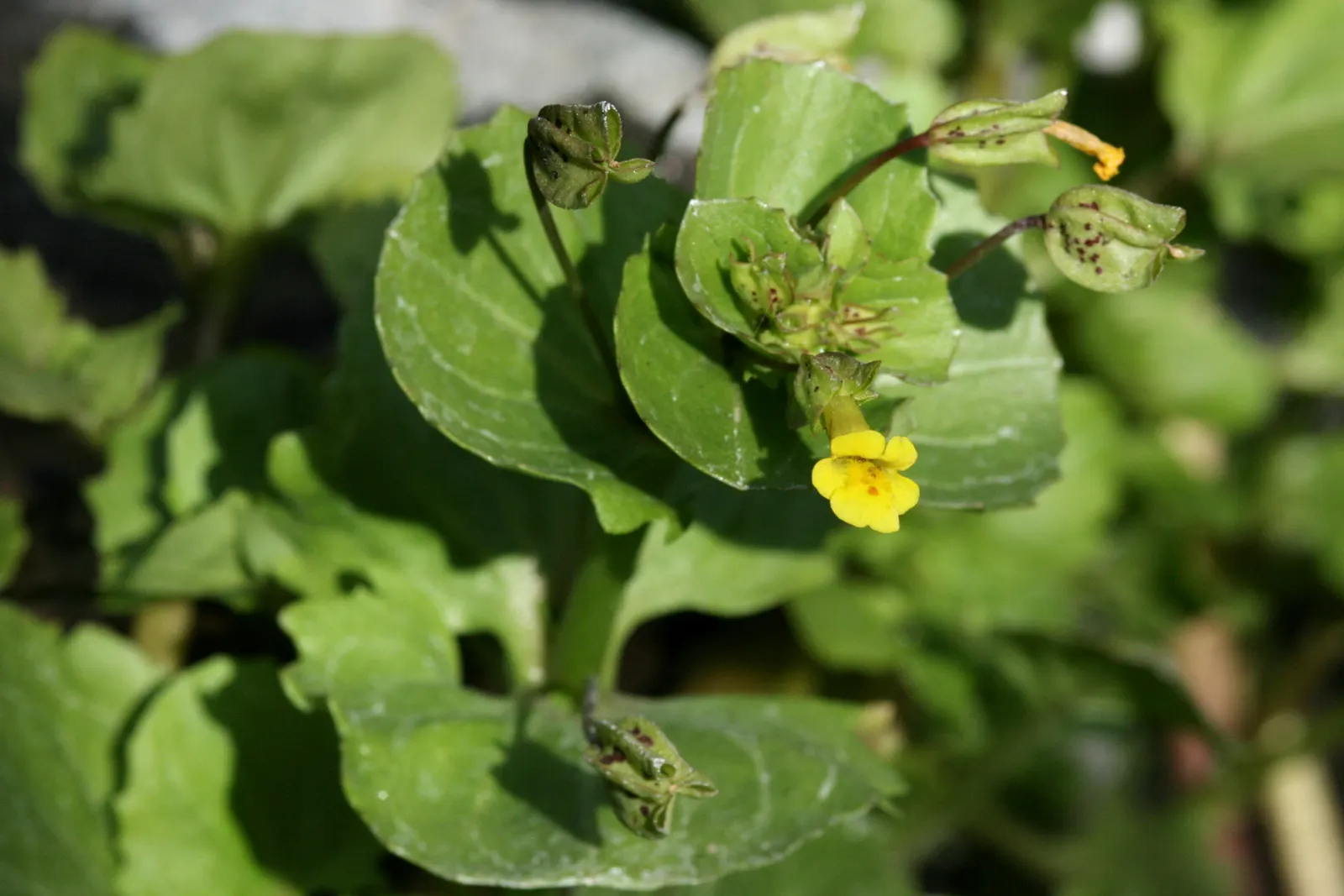 Monkey Flower (Mimulus X Hybridus) — plant Monkey Flowers in mixed flower beds; perennial for full or half or shade
