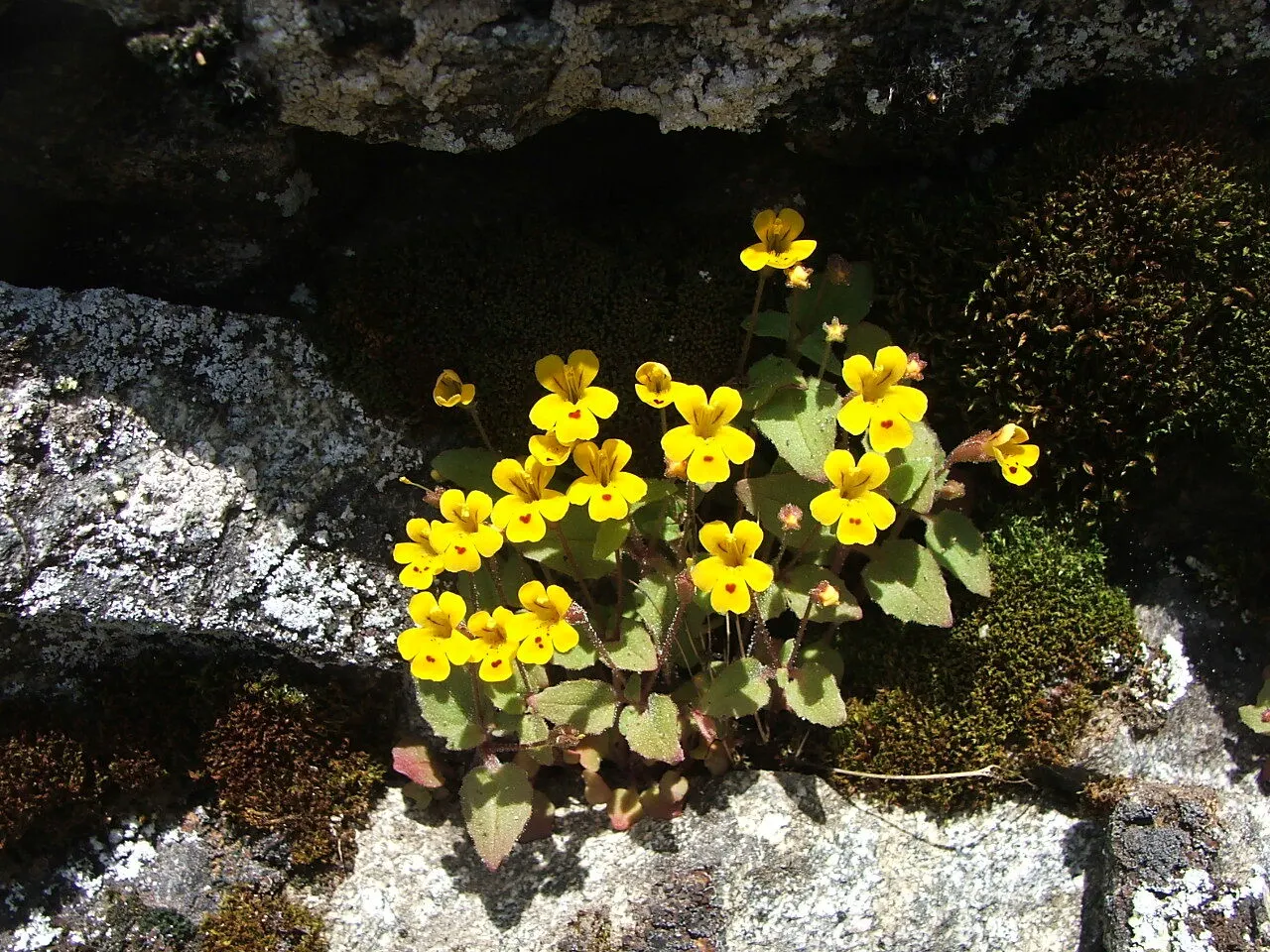 Monkey Flower (Mimulus X Hybridus) — scientifically known as Mimulus x hybridus; or as part of a rain garden where their moisture-loving nature can be