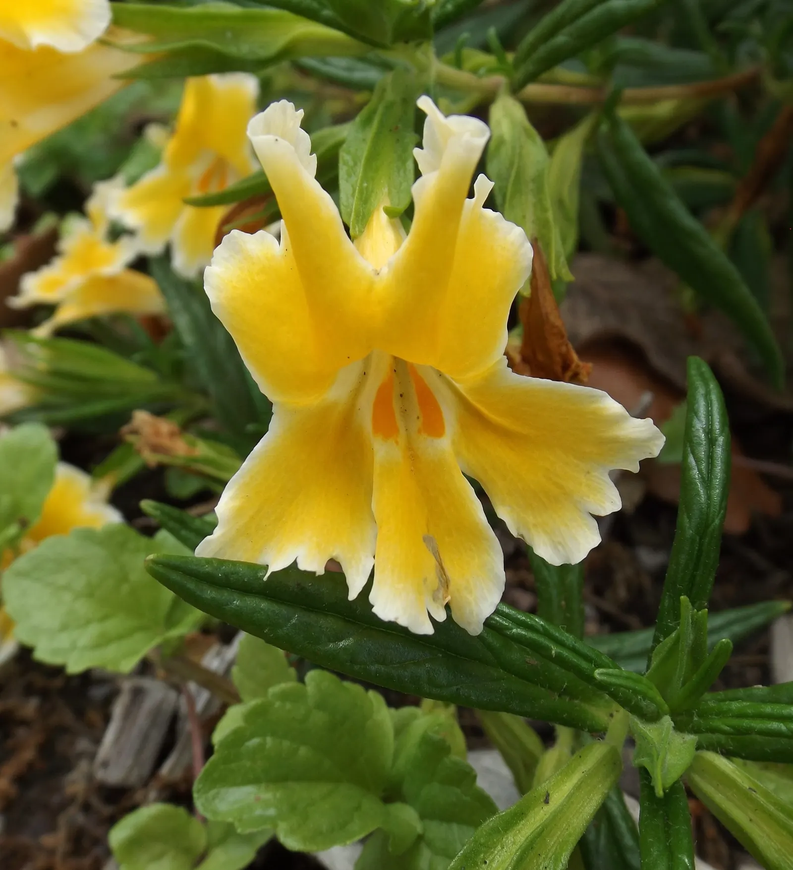 Monkey Flower (Mimulus X Hybridus) — Monkey Flower, Mimulus x hybridus, is a vibrant perennial, blooming in shades of yellow, orange, pink, and red, image 53